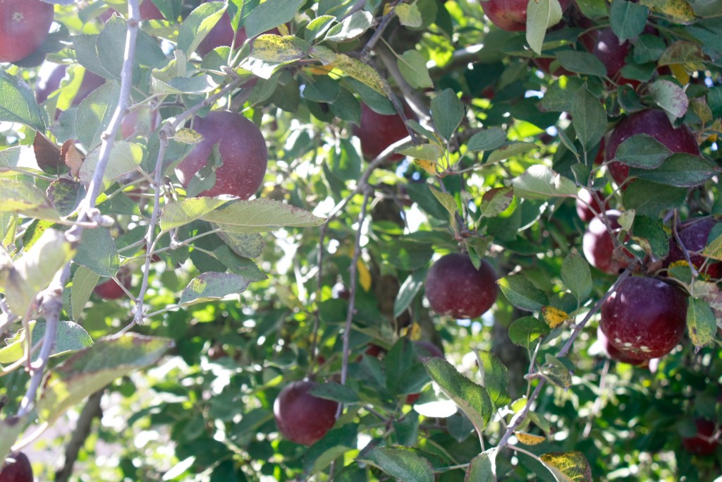 Directions To Our Farm Scott's OrchardScott's Orchard