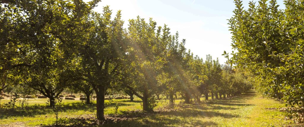 Our farm store is open Monday-Saturday 8-5 and Sunday 1-5