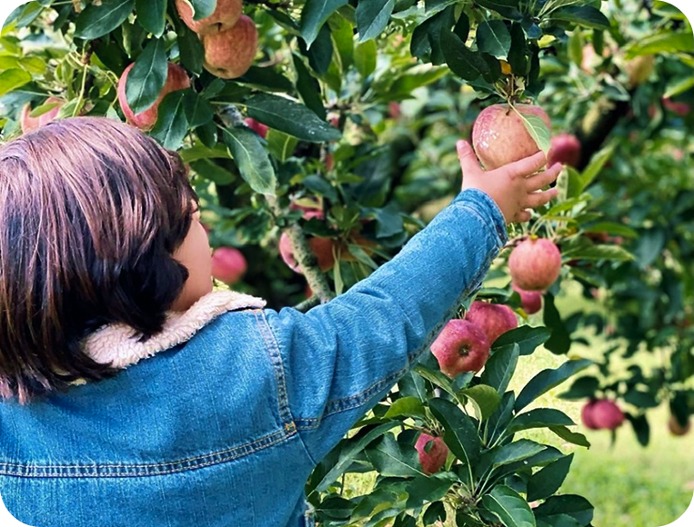 A person reaching for an apple on the tree.