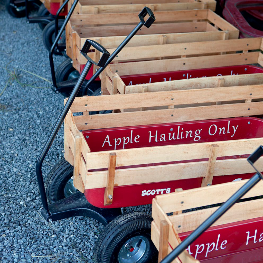 Pick fresh apples at Scott’s Orchard from Labor Day through October!