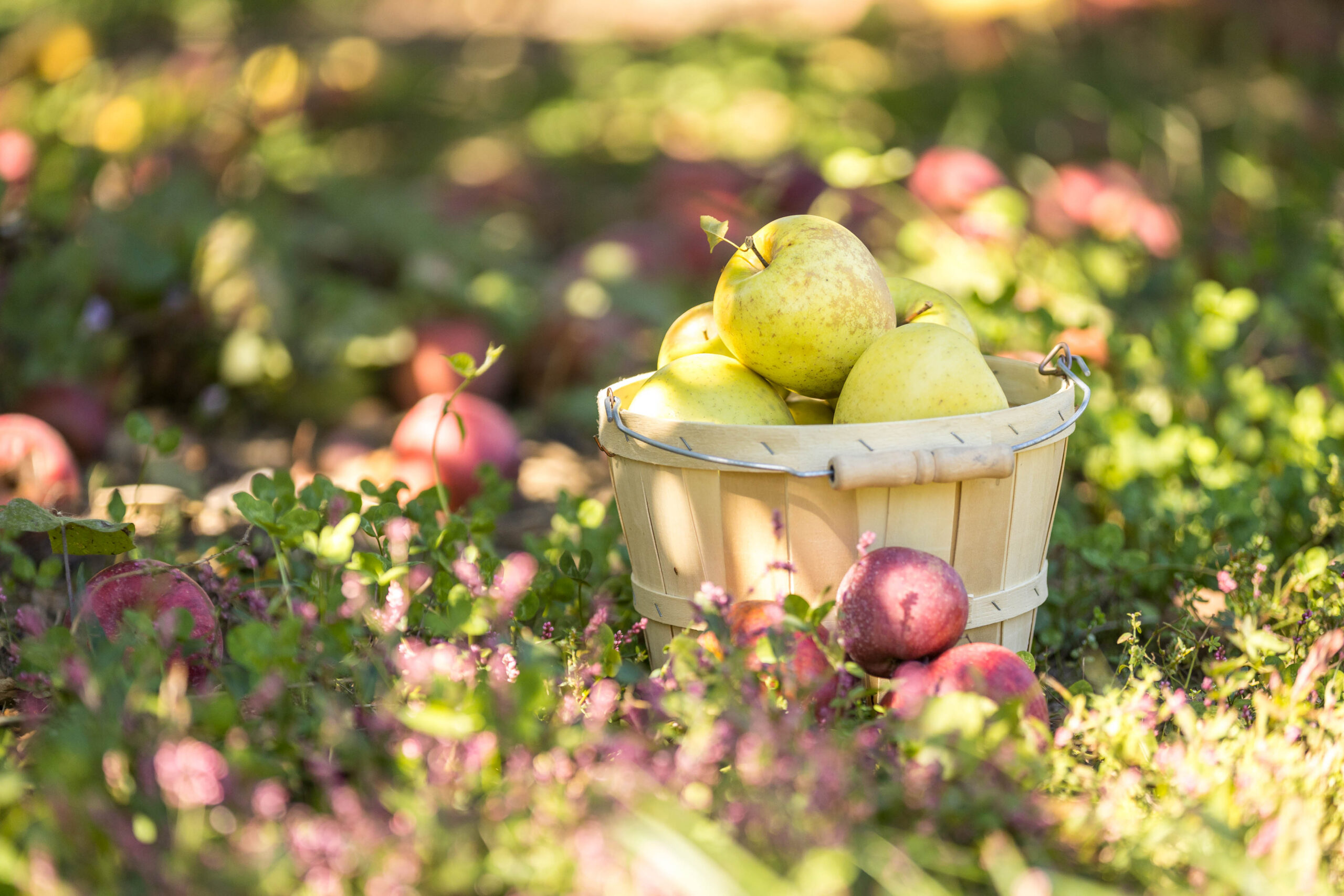 Pick fresh apples at Scott’s Orchard from Labor Day through October!