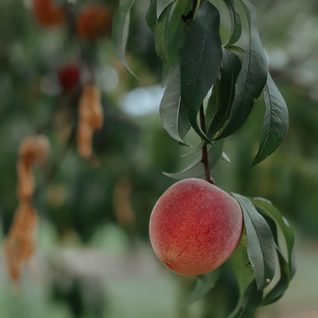 Pick juicy Alabama peaches straight from the tree at Scott's Orchard!
