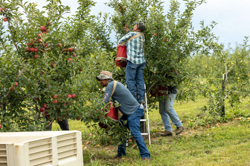 See how Scott's Orchard grows safe, fresh apples & peaches. Five generations of family farming, careful IPM pest management, and same-day picking.