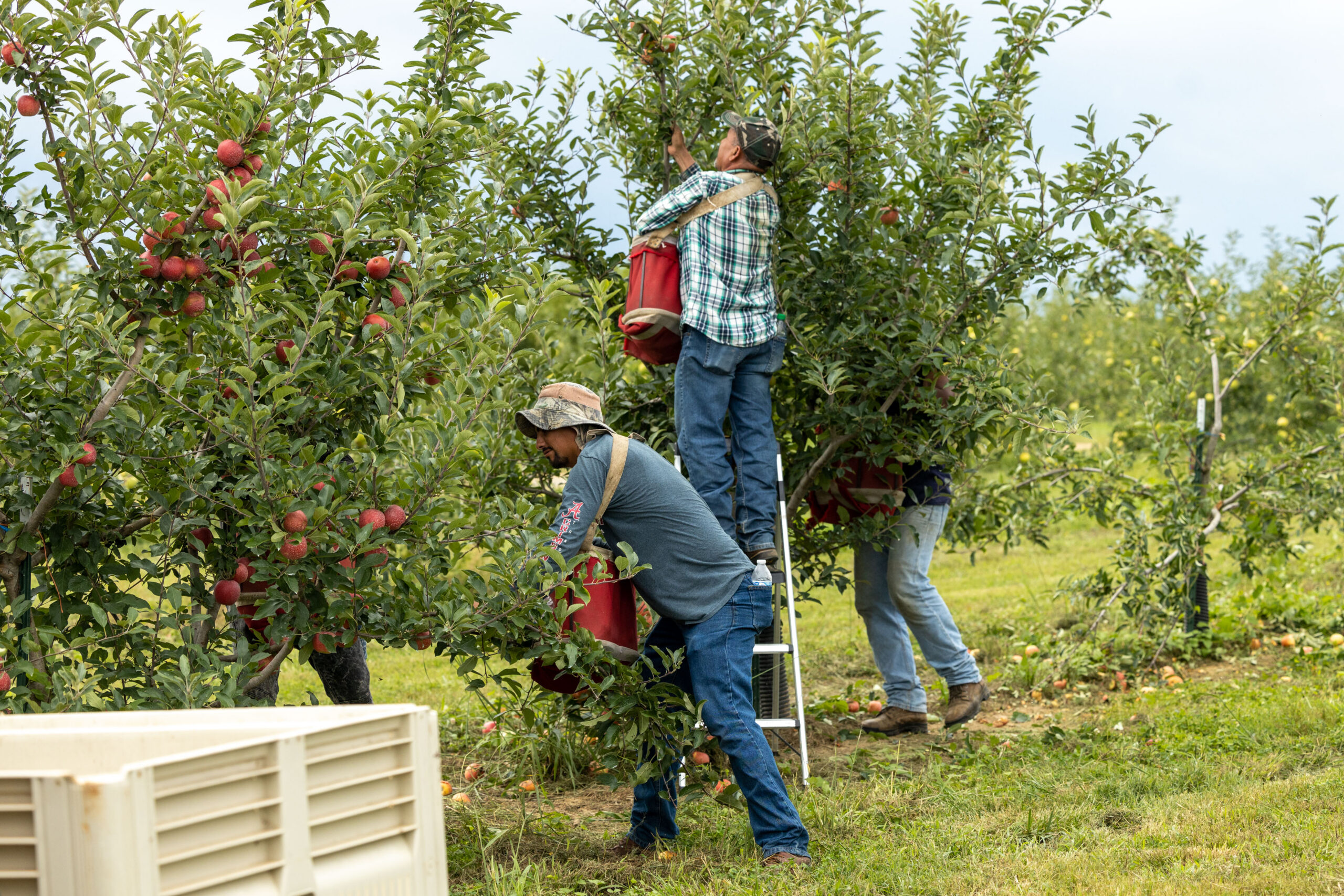 See how Scott's Orchard grows safe, fresh apples & peaches. Five generations of family farming, careful IPM pest management, and same-day picking.