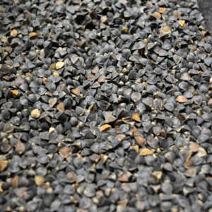 Buckwheat