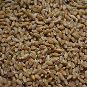 Hard Red Wheat