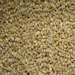 Hard White Wheat