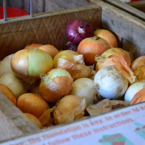 Onion