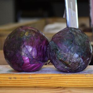 Purple Cabbage